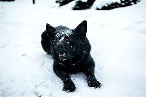 Dog Barking Photos, Download The BEST Free Dog Barking Stock Photos ...