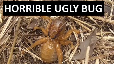 Ugly Potato Bug Jerusalem Cricket Ammopelmatus Or Stenopelmatus Aka