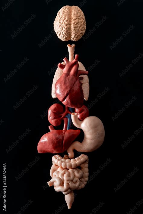 Human anatomy, organ transplant and medical science concept with a ...