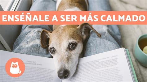 ¿cómo Tener Un Perro Tranquilo 5 Consejos Efectivos Y Fáciles Youtube