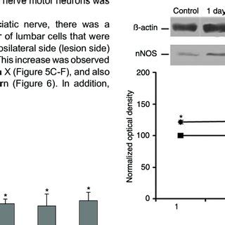 Digital Images Of Neuronal Nitric Oxide Synthase Nnos Immunostaining