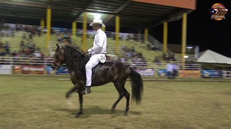 Caballos De Paso Fino Clase B Feria Dulce Sueño 2019 Youtube