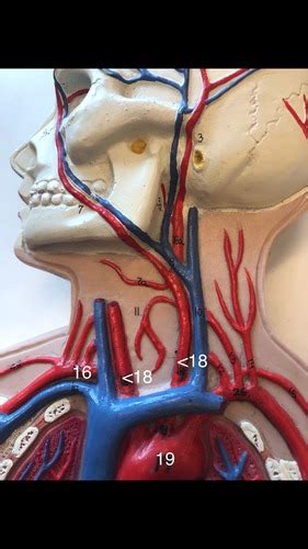 Lab 4 Full Body Circulatory System On White Board Flashcards Quizlet