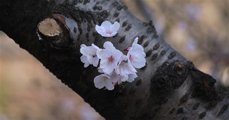 Cherry blossom at the park in Tokyo closeup 45679232 Stock Video at Vecteezy