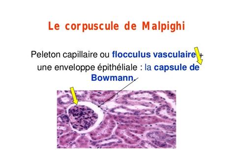 Le Système Urinaire Modedecompatibilité