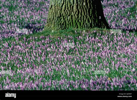 Crocus Krokus Stock Photo Alamy