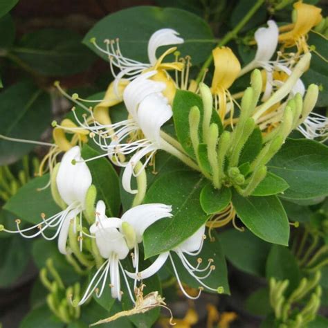 Lonicera Japonica Hall S Prolific Vendita Piante Online