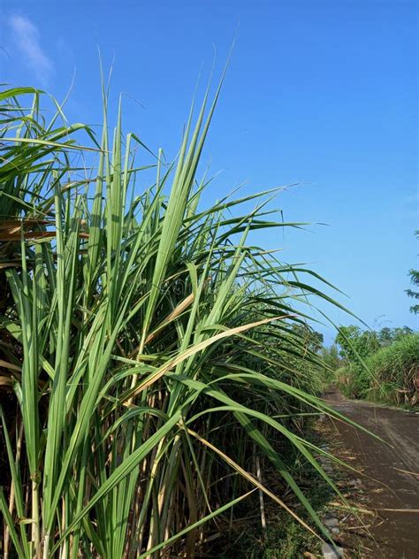 Sugarcane Plant Ready To Be Harvested Against the Background of the ...