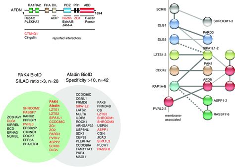 Analyses Of Proximal Proteins Identified By Pak And Afadin Bioid A