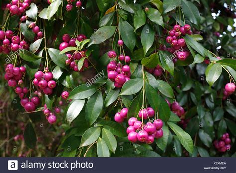 Brush Cherry High Resolution Stock Photography And Images Alamy