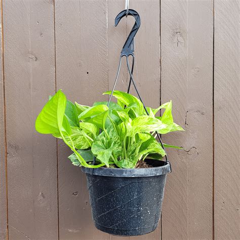 8" Pothos Hanging Basket Marble Queen | Van Putte Gardens