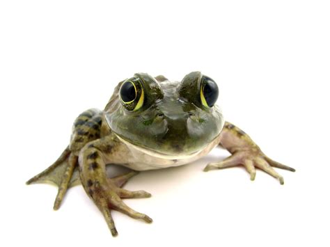 3 Types of Amphibians and Their Distinguishing Features - Animal Sake