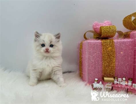 Blue Point Bicolor Ragdoll Kittens For Sale