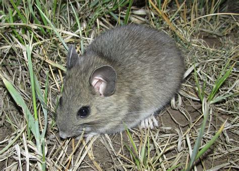 Mexican woodrat - Alchetron, The Free Social Encyclopedia