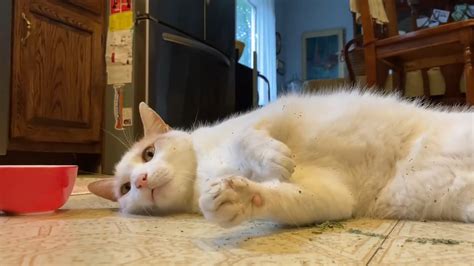 Cat Rolls On Floor After Eating Catnip Jukin Licensing