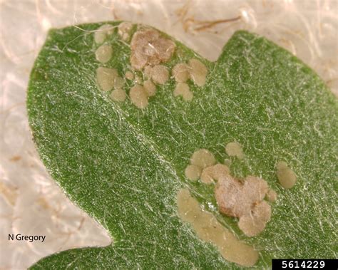 Chrysanthemum White Rust Puccinia Horiana