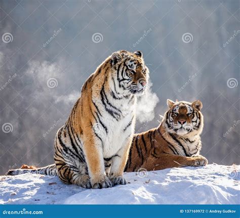 Siberian Tigers Stock Photography | CartoonDealer.com #81735272