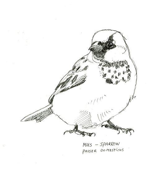 Mus Sparrow Pendrawing Vogels Tekenen Pentekeningen Vogeltjes