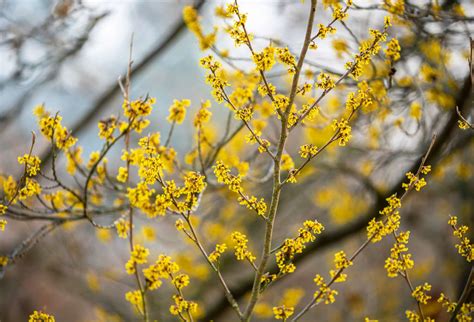 Names Of Yellow Spring Shrubs