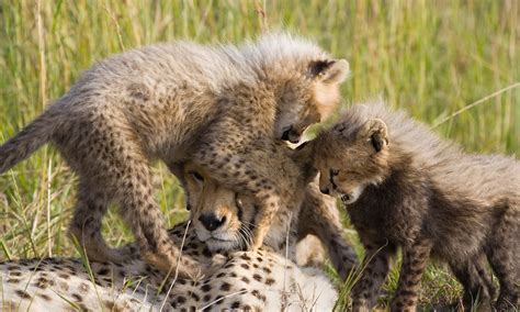 Cheetahs Life Cycle Stages