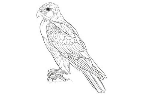 Falcon Coloring Page For Adults Graphic By Forhadx5 · Creative Fabrica