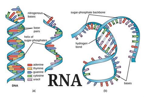 Dna Dan Rna Definisi Struktur Fungsi Dan Perbedaan —