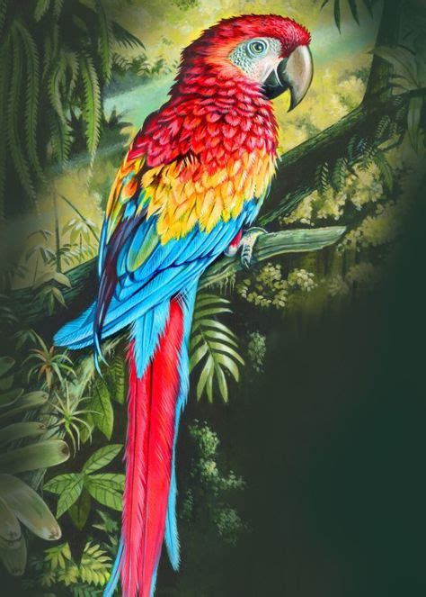 39 Best parrot paintings images in 2020 | Parrot painting, Parrot, Bird art