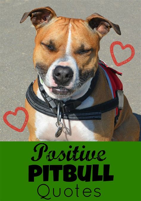 Our Favorite Positive Pitbull Quotes - DogVills