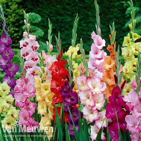 Summer Flowering Bulb Collection Van Meuwen