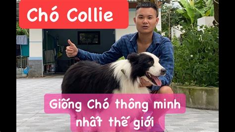 Chó Collie giống chó thông minh nhất thế giới https facebook