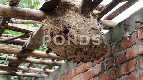 Largest Hornet Nest Paper