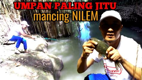 Umpan Mancing Di Sungai Paling Ampuh Untuk Mancing Ikan Nilem Melem