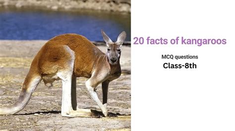 Facts About Kangaroos 20 Interesting Facts About Kangaroos Mcq