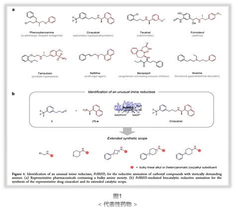 锐谈 J Am Chem Soc：亚胺还原酶催化大位阻胺和羰基化合物的还原胺化 上海锐康生物技术研发有限公司