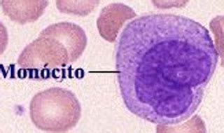 Biiologiia: MONOCITOS ALTOS