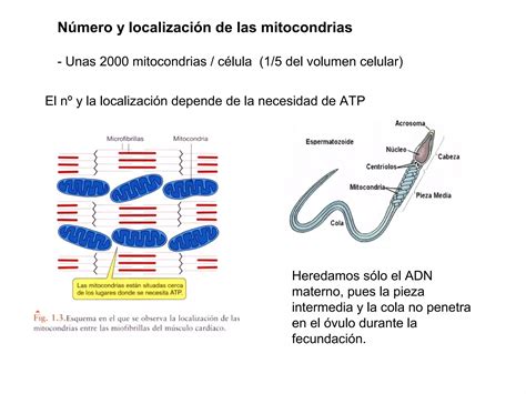 Orgánulos energéticos mitocondrias y cloroplastos PPT