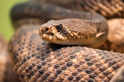 The Most Venomous Snakes Found In The Wild In America Worldatlas