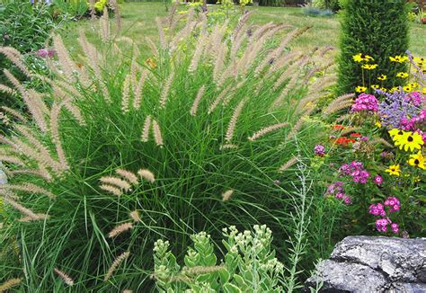 Pennisetum | EcoGreen Landscaping