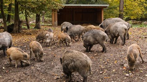 Keine Hoffnung für Wildschweine in Moritzburg Radio Dresden