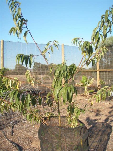 Capulin Cherry Prunus Salicifolia Of Stonefruit Group Is A