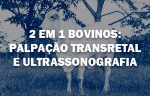 Em Bovinos Palpa O Transretal E Ultrassonografia Sheep Embryo