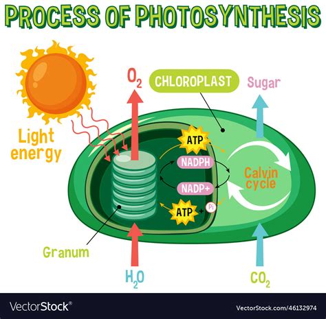 Diagram Of Photosynthesis For Biology And Life Vector Image