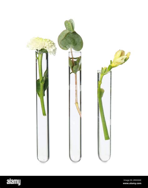 Different Plants In Test Tubes On White Background Stock Photo Alamy