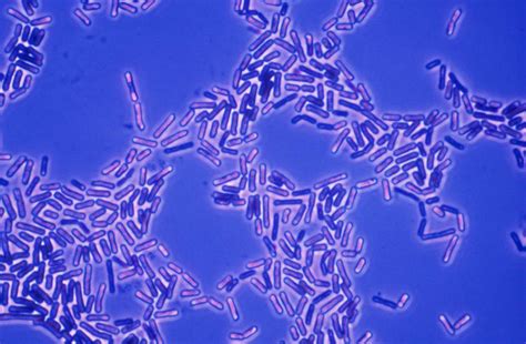 Bacteria: Types, Function, Infection