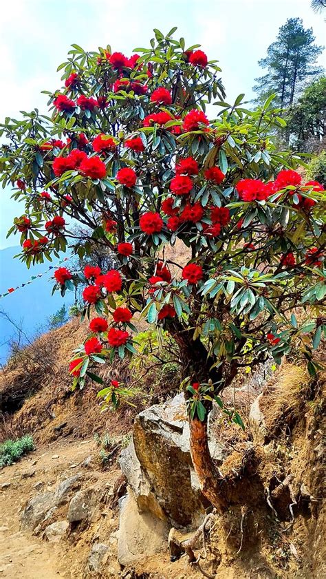 Rhododendron, Nepal, Flowers, Quick, Art, Royal Icing Flowers, Flower ...