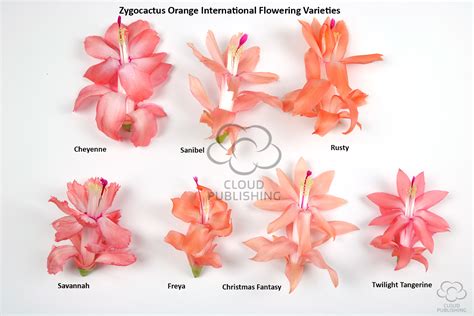 Zygocactus Variety Comparisons