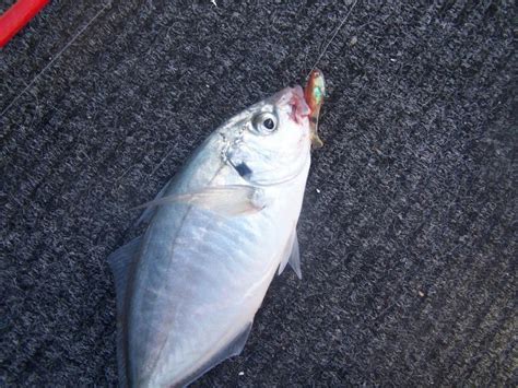 skippy  soft plastics fishing fishwreckedcom fishing wa