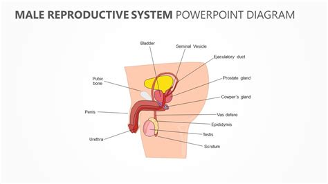 Male Reproductive System Powerpoint Diagram Male Reproductive System