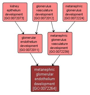 Yrc Public Data Repository Gene Ontology Metanephric Glomerular