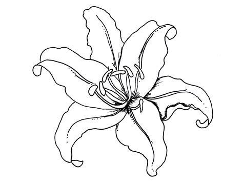 Lily Coloring Pages To Download And Print For Free